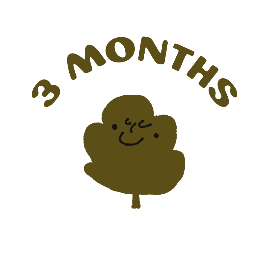 3 month subscription